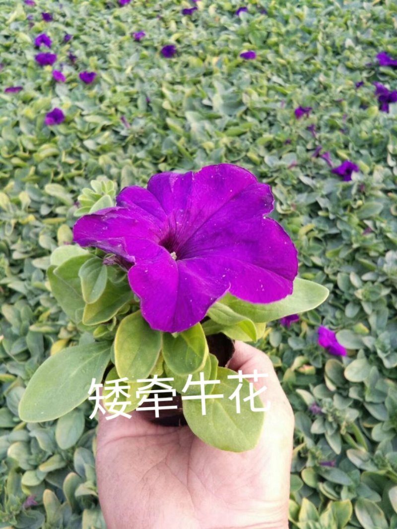 常年出售各种颜色的矮牵牛花