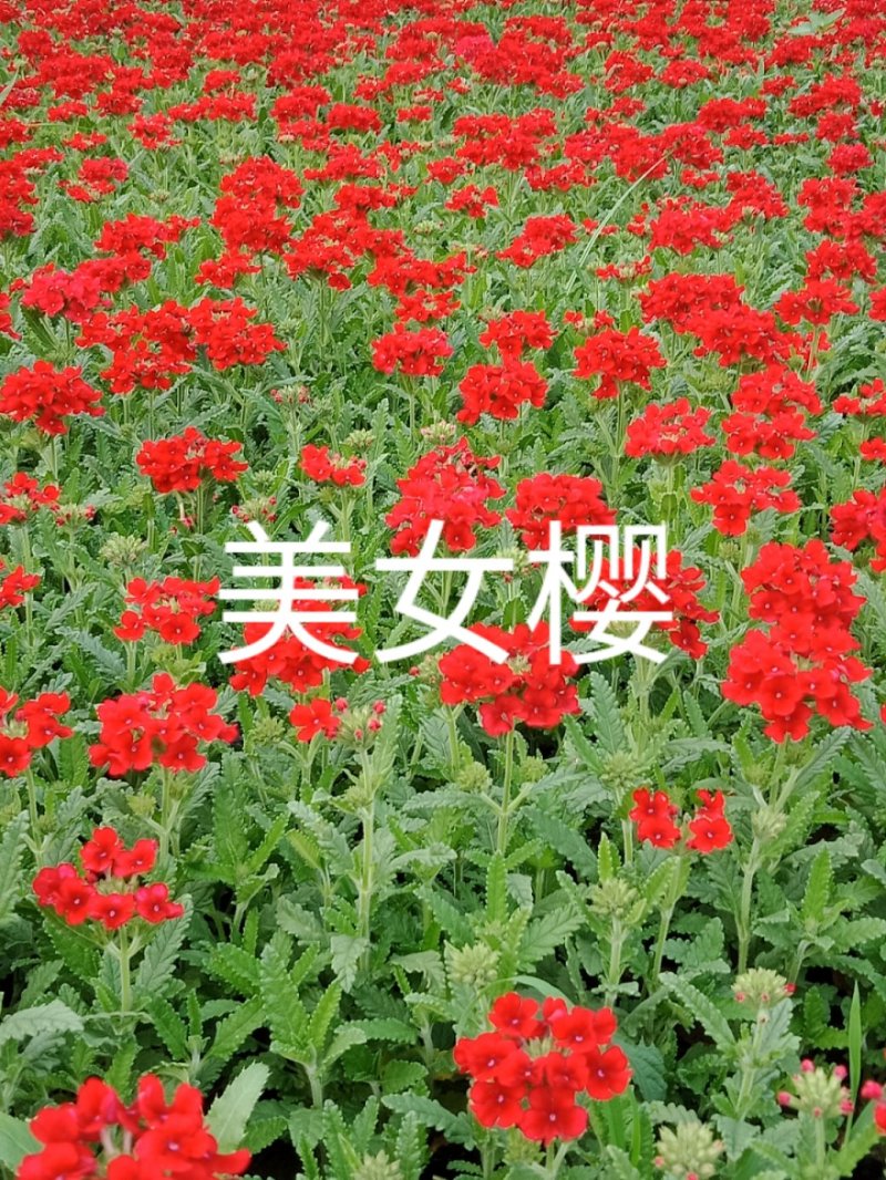 常年出售各种颜色的矮牵牛花