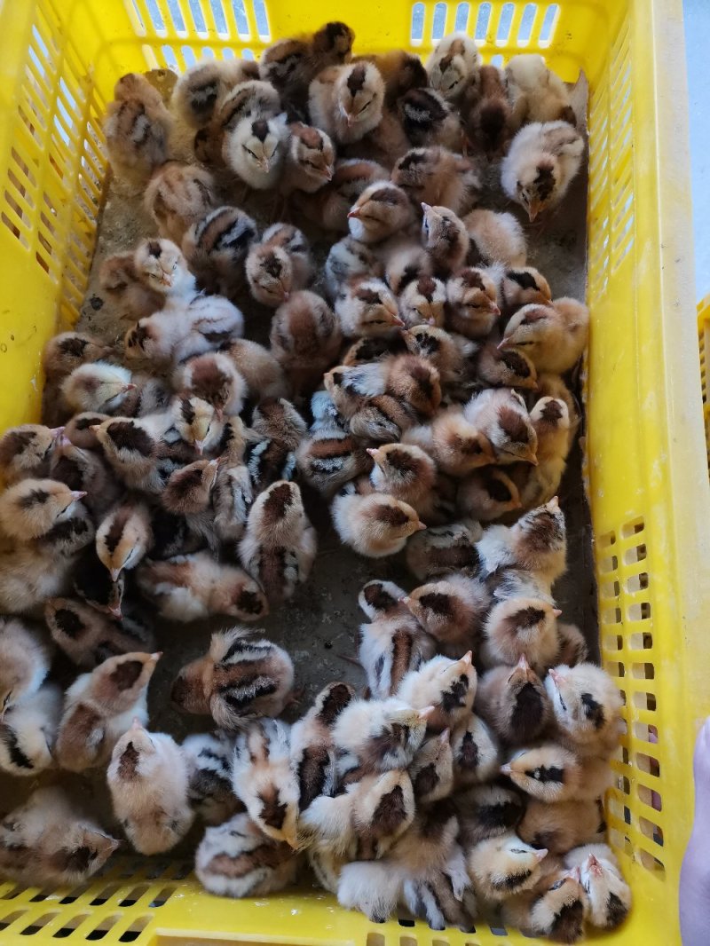 良凤花鸡苗，存活率高，养得好，包打进口疫苗马立克