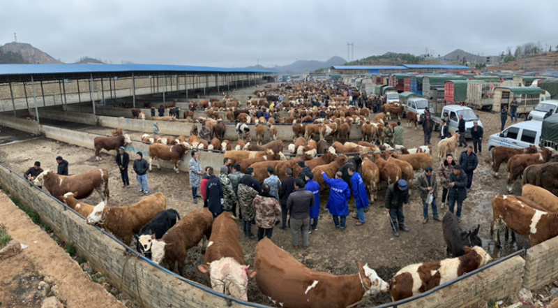 精品肉牛西门塔尔牛犊改良肉牛提供技术指导