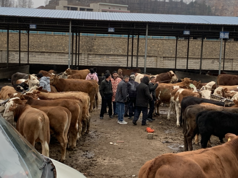 精品肉牛西门塔尔牛犊改良肉牛提供技术指导