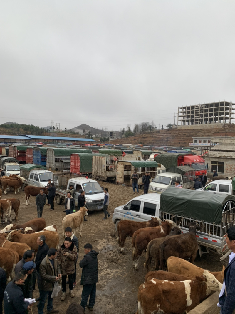 精品肉牛西门塔尔牛犊改良肉牛提供技术指导