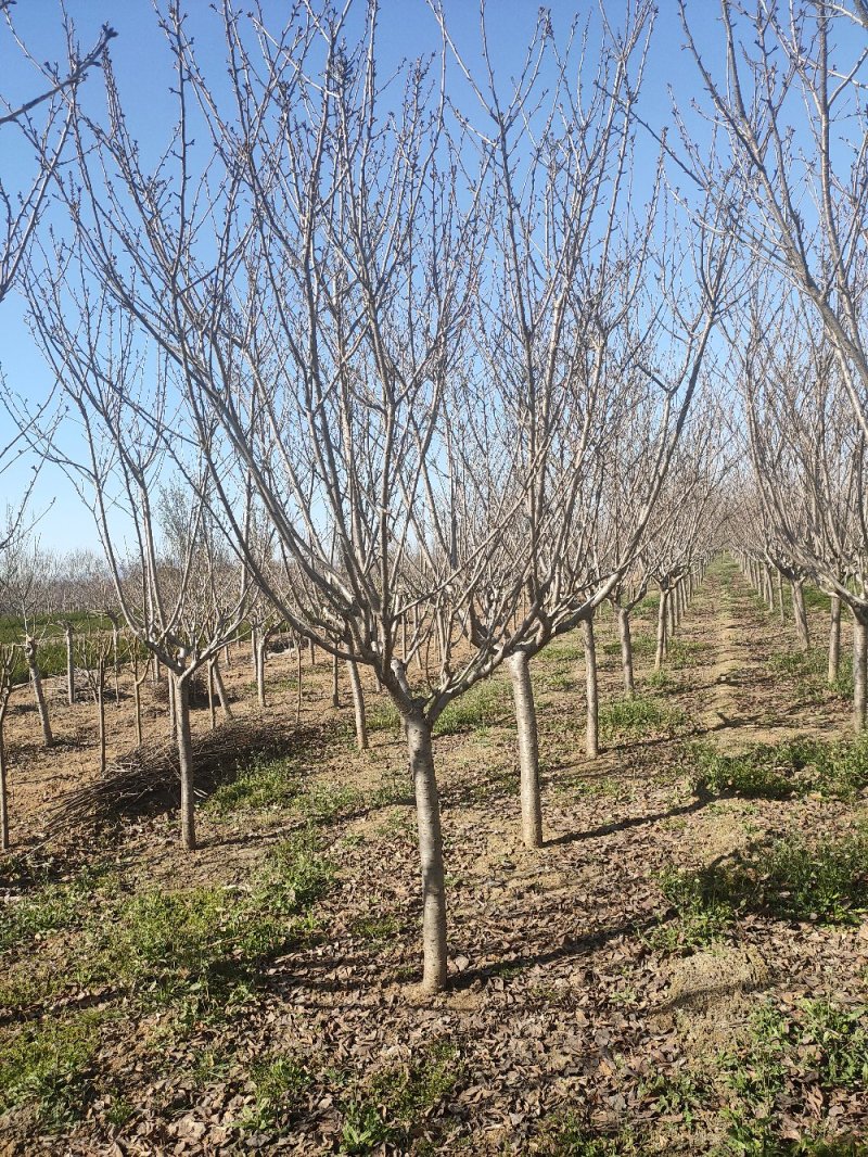 樱花日本晚樱早樱樱花树规格齐全