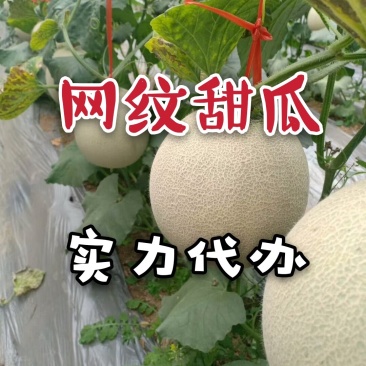 网纹瓜新鲜采摘实力代办对接电商平台支持一件代发