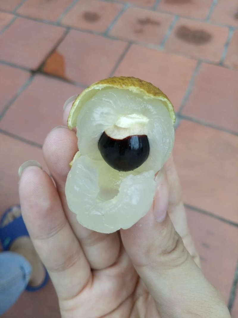 泰国龙眼，越南龙眼，精品新鲜龙眼，产地工厂直供