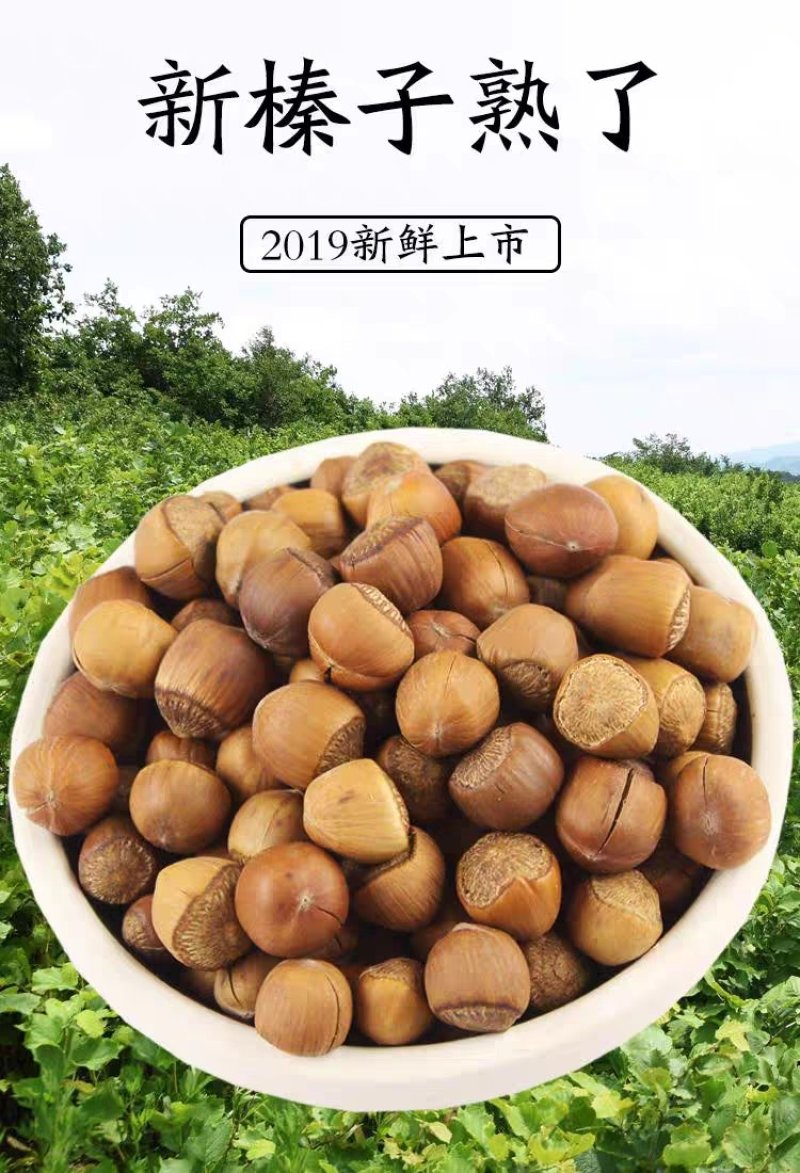 25年新货东北特产开口榛子厂家直销