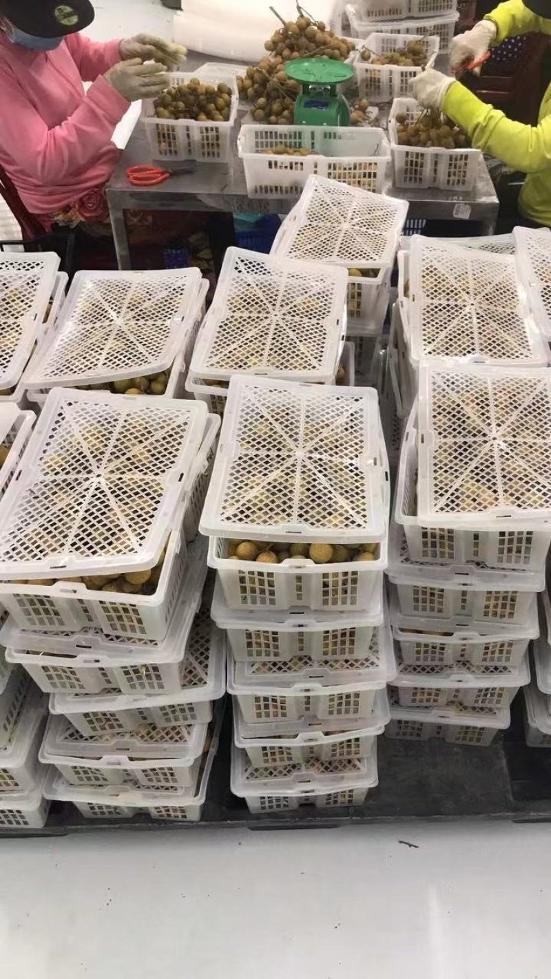 泰国龙眼，越南龙眼，精品新鲜龙眼，产地工厂直供
