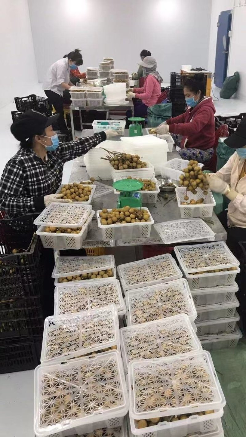 泰国龙眼，越南龙眼，精品新鲜龙眼，产地工厂直供