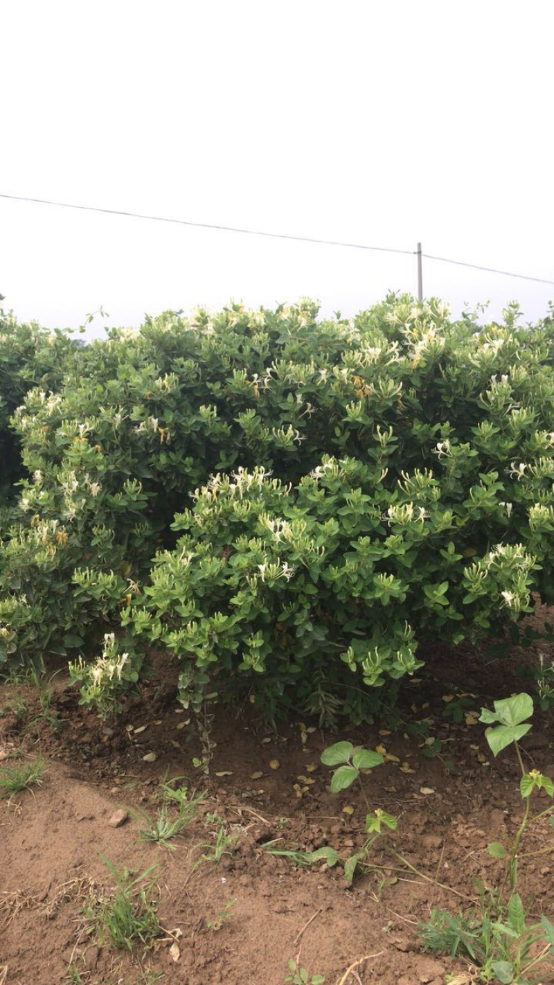 金银花老桩盆景，占地，绿化