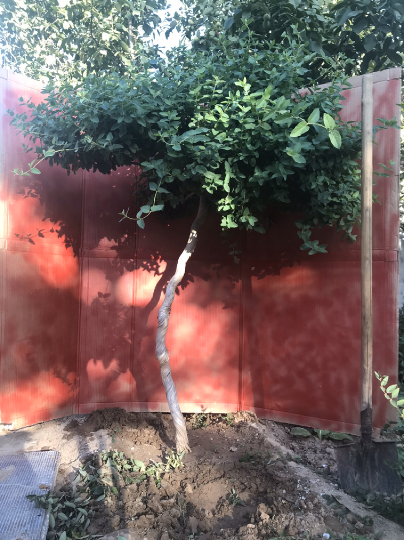金银花老桩盆景，占地，绿化