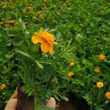 孔雀草季节性草花常年供应