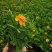 孔雀草季节性草花常年供应