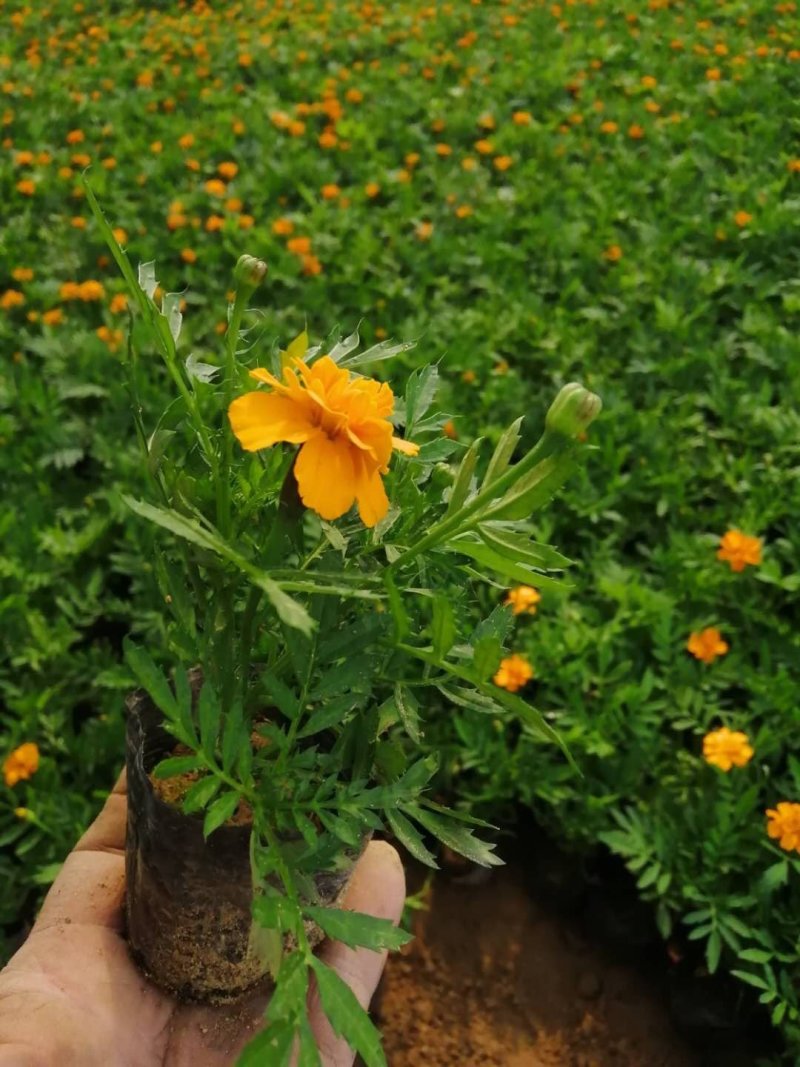 孔雀草季节性草花常年供应