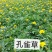 孔雀草季节性草花常年供应