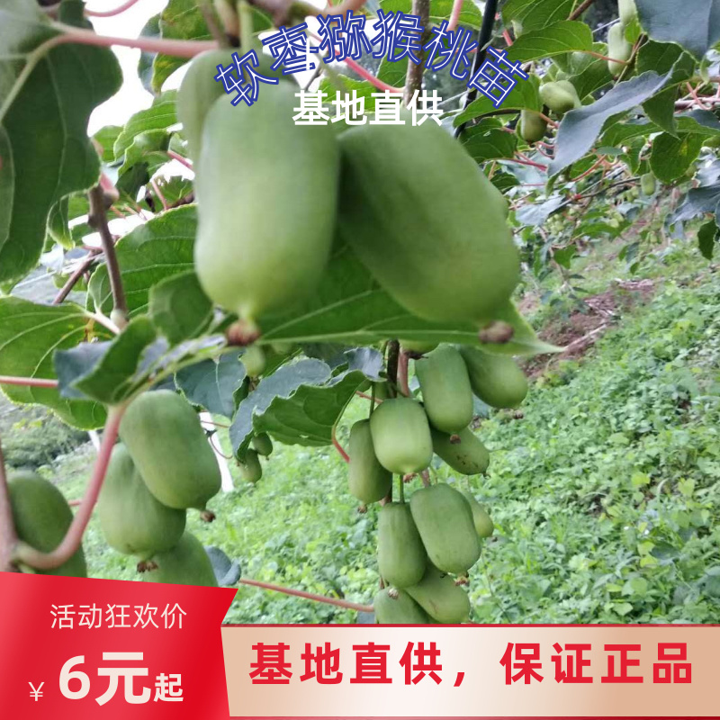 猕猴桃苗软枣猕猴桃苗软枣子苗基地直供浩海浆果龙城