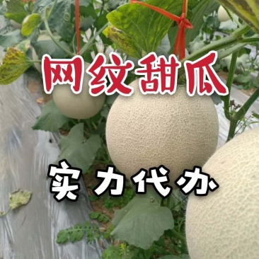 山东燕店玫龙甜瓜玫龙蜜瓜大量供应实力代办