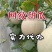 山东燕店玫龙甜瓜玫龙蜜瓜大量供应实力代办