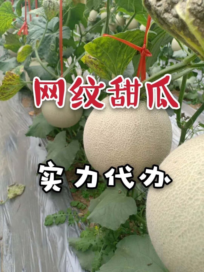 山东燕店玫龙甜瓜玫龙蜜瓜大量供应实力代办