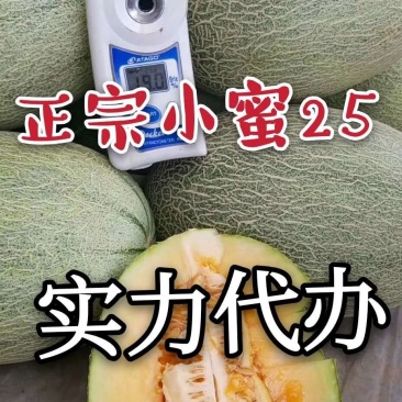 山东燕店小蜜25西州蜜实力代办