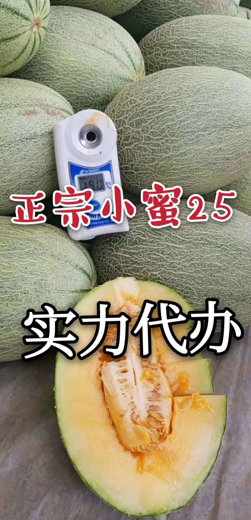 山东燕店小蜜25西州蜜实力代办