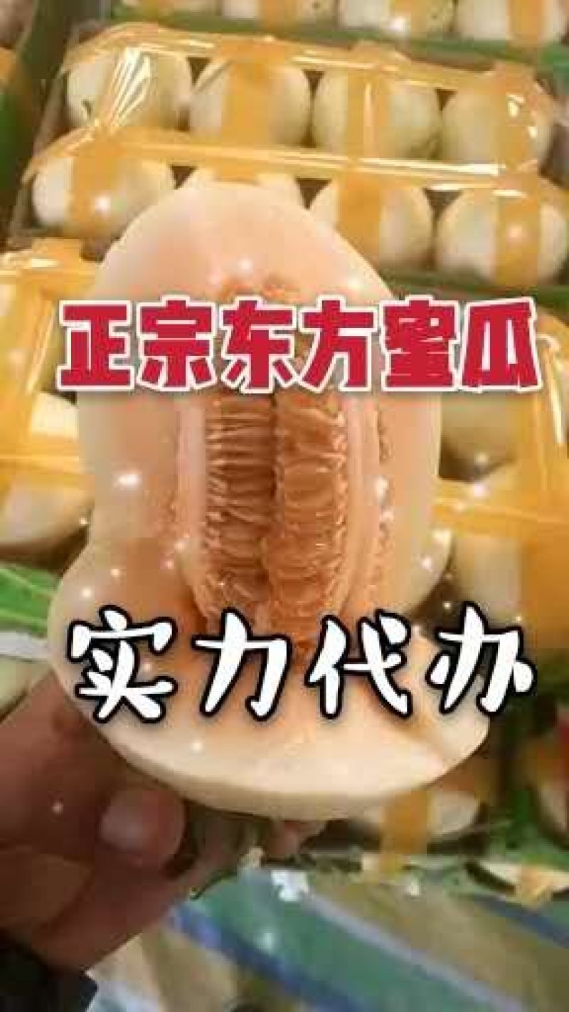 万亩东方蜜1号甜瓜东方蜜大量供应实力代办