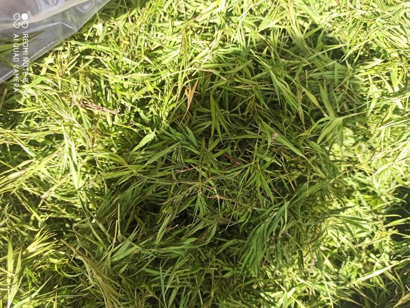 竹叶青竹叶青茶竹叶纯真正品专业批发各种规格
