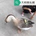 鹅苗活体皖西鹅杂交鹅四季鹅三花鹅泰州鹅四川鹅扬州鹅灰狮头