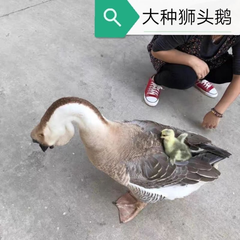 鹅苗活体皖西鹅杂交鹅四季鹅三花鹅泰州鹅四川鹅扬州鹅灰狮头