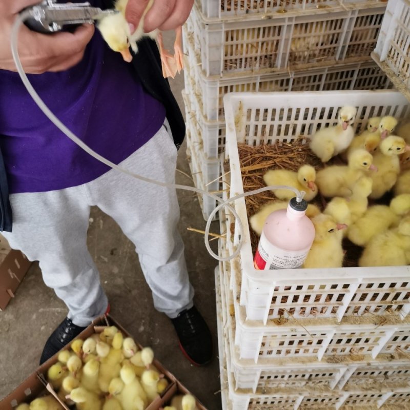 鹅苗活体皖西鹅杂交鹅四季鹅三花鹅泰州鹅四川鹅扬州鹅灰狮头
