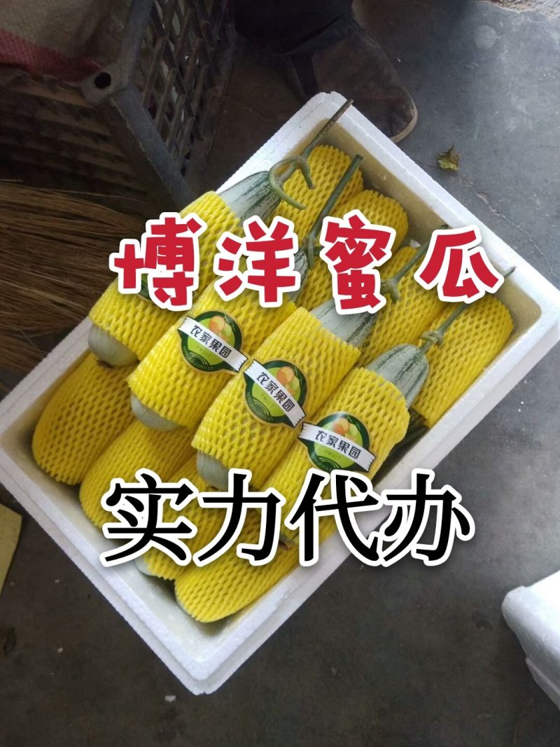 博洋甜瓜博洋甜瓜实力代办社区团购一件代发对接电商