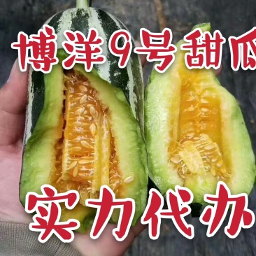 博洋甜瓜博洋9号甜瓜产地直供社区团购电商一件代发