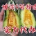 博洋甜瓜博洋9号甜瓜产地直供社区团购电商一件代发