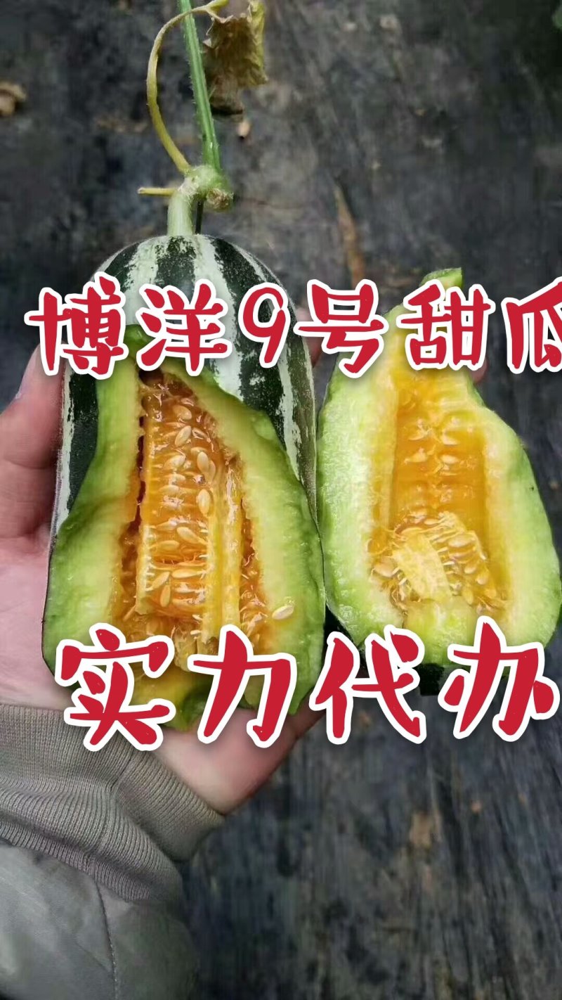 博洋甜瓜博洋9号甜瓜产地直供社区团购电商一件代发