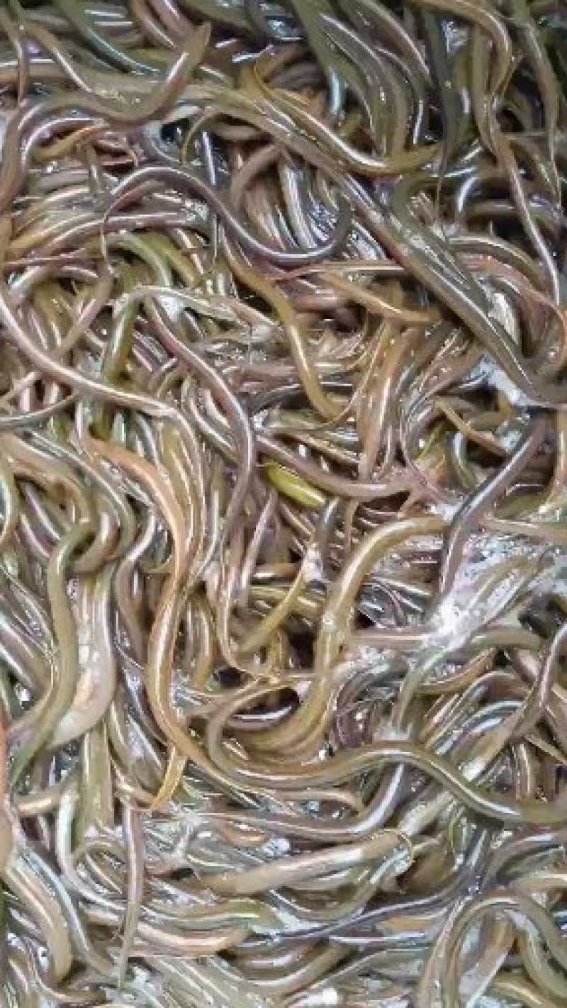 黄鳝正大九号黄鳝苗，品种齐全，价格美丽，量大可以免费送货