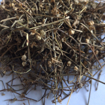 白花蛇舌草