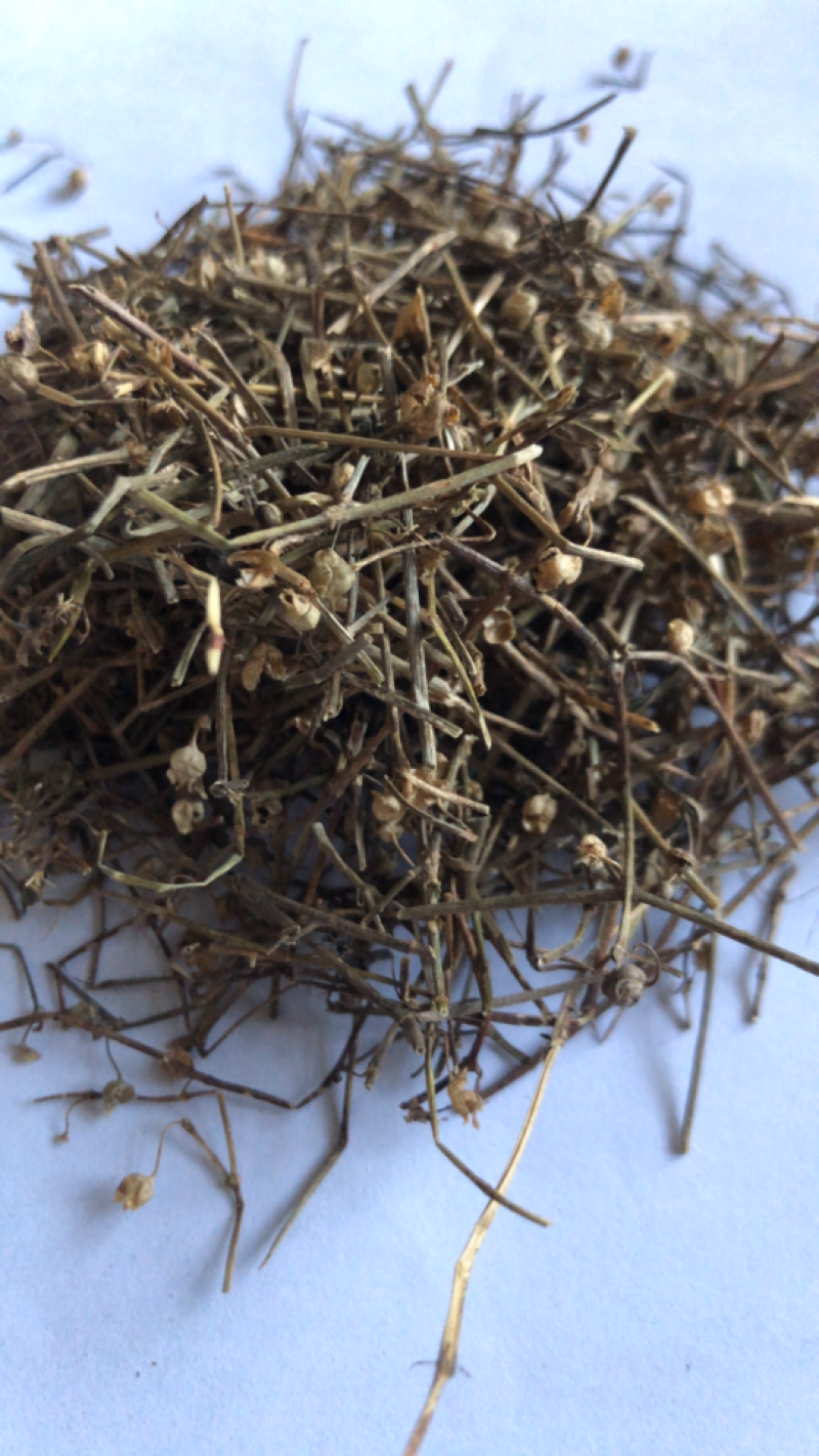 白花蛇舌草