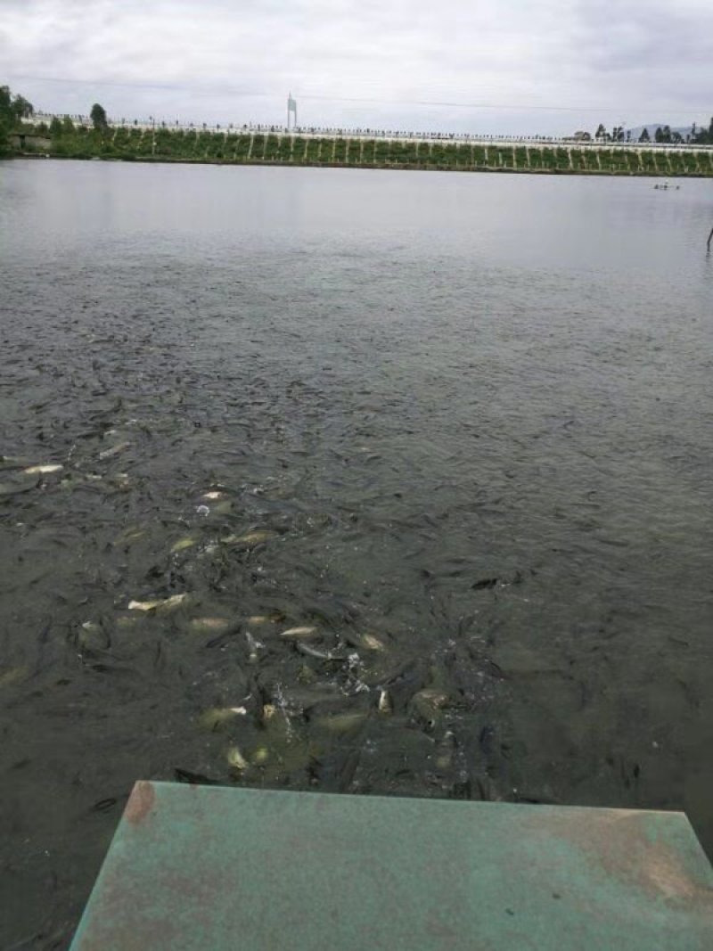 花鲢鱼，白鲢鱼，品种齐全，基地直供，量大可以免费送货。