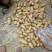 精品土豆沃土五号,齐原丰,三两以上新货上市大量供货中