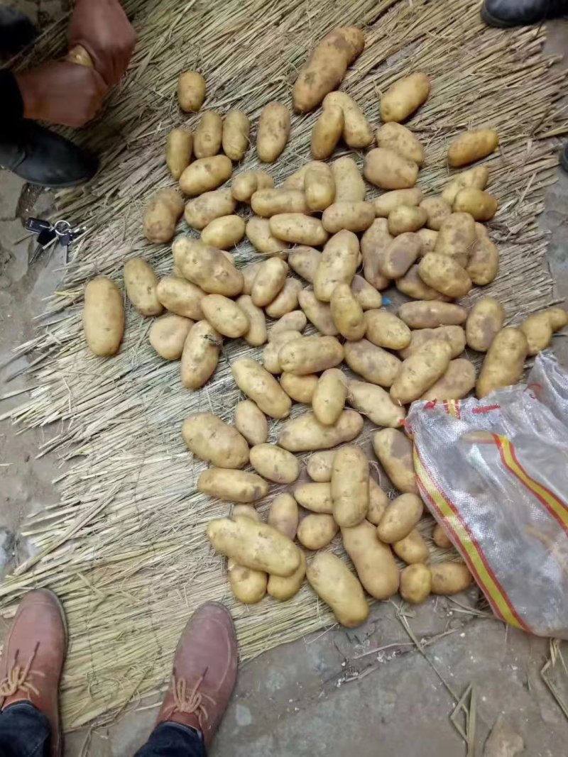精品土豆沃土五号，齐原丰，三两以上新货上市大量供货中