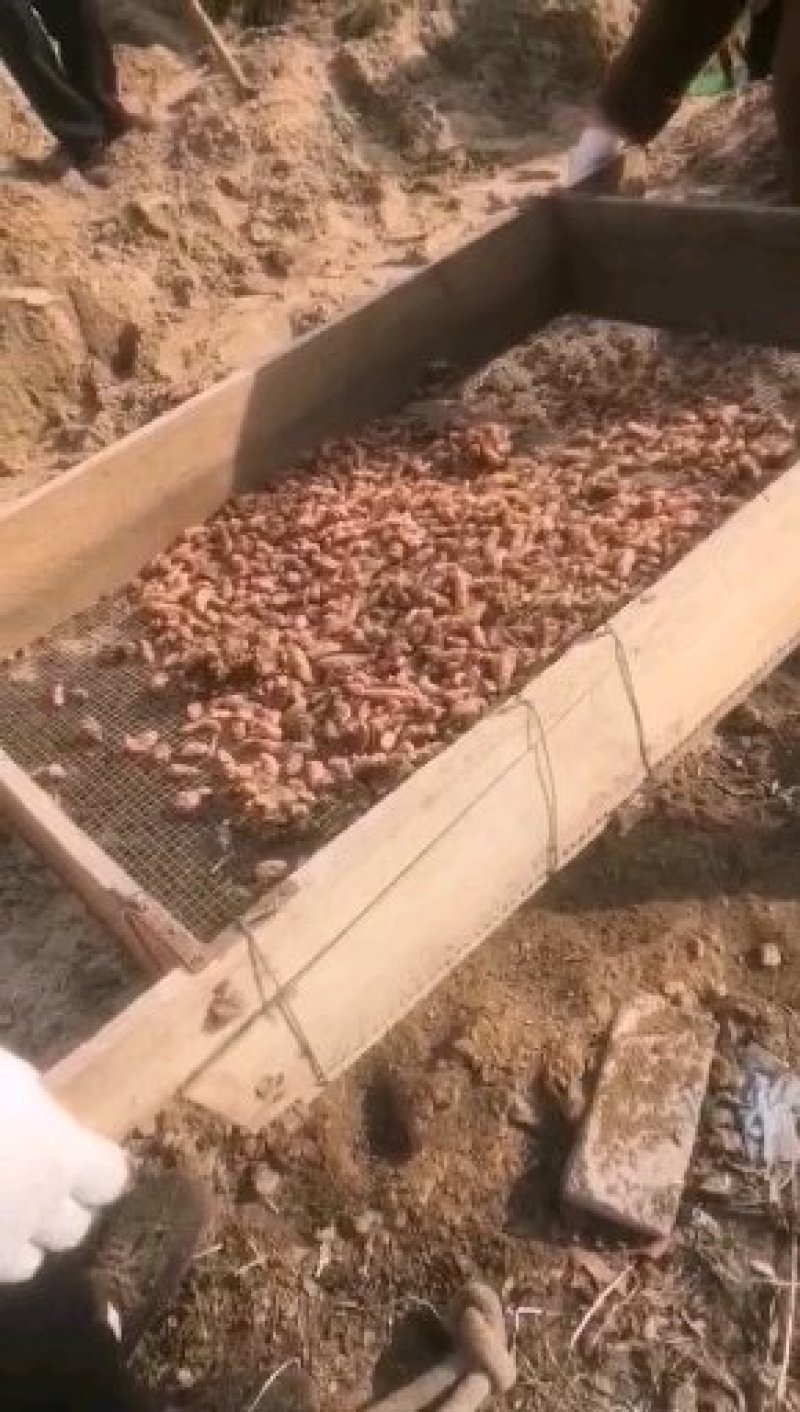 紫叶酢酱草种球新采种子