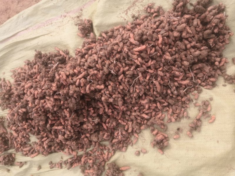 紫叶酢酱草种球新采种子
