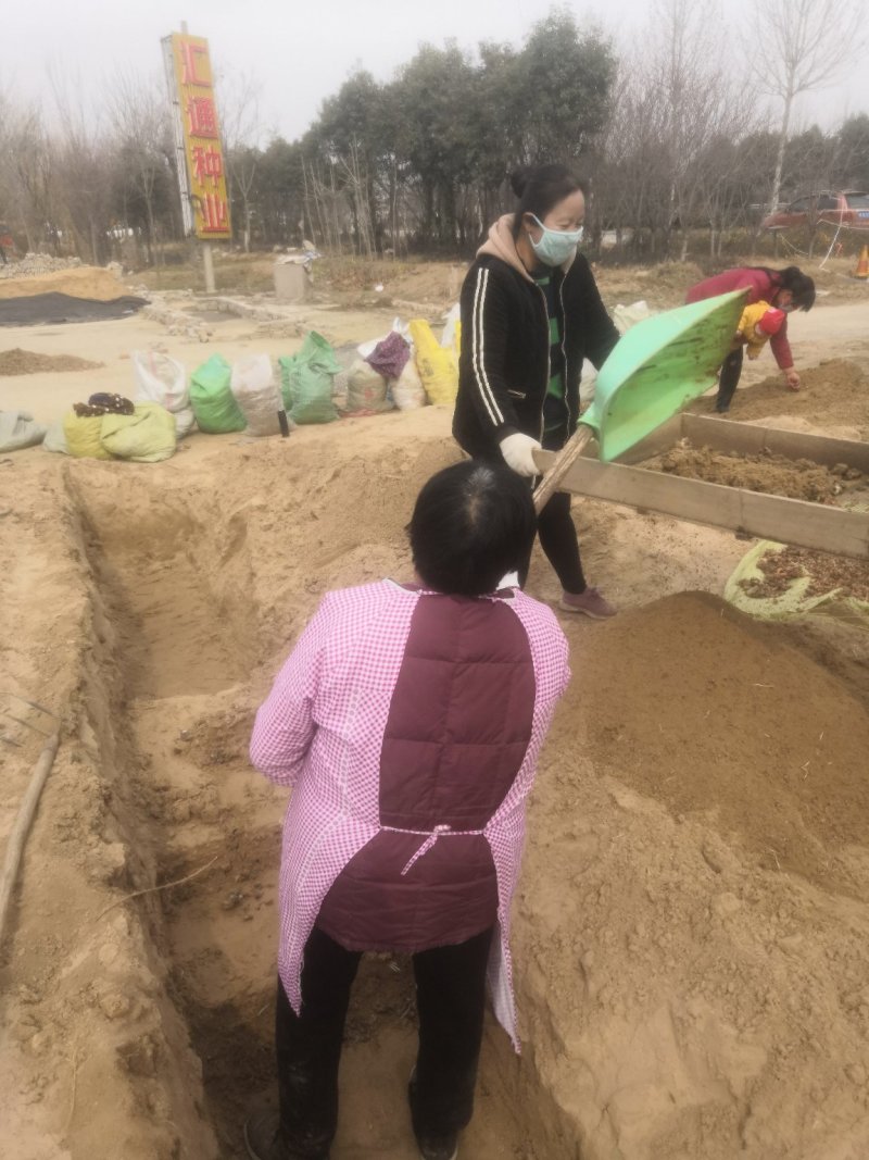 紫叶酢酱草种球新采种子