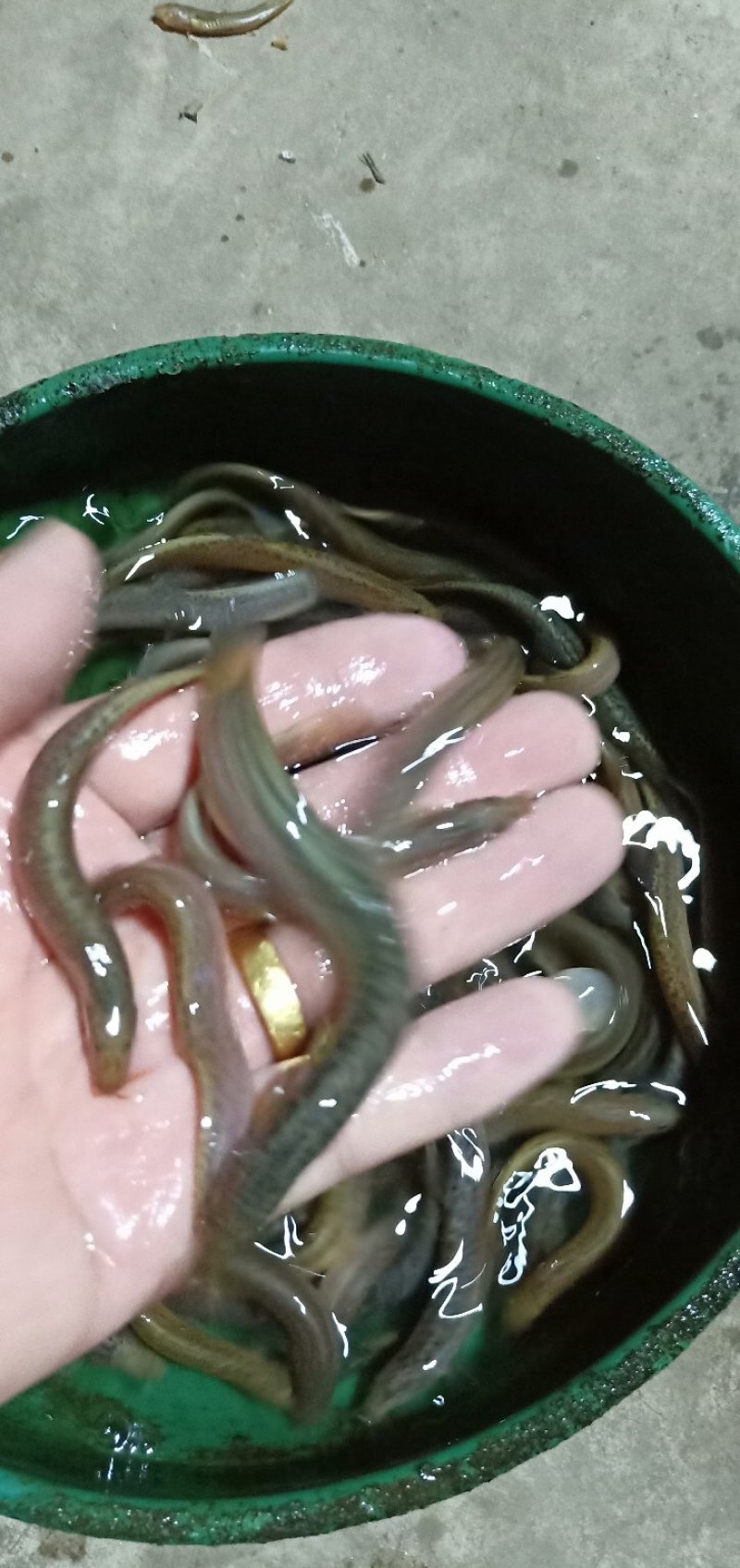 泥鳅苗，台湾泥鳅苗，各种规格台湾泥鳅苗，量大可以免费送