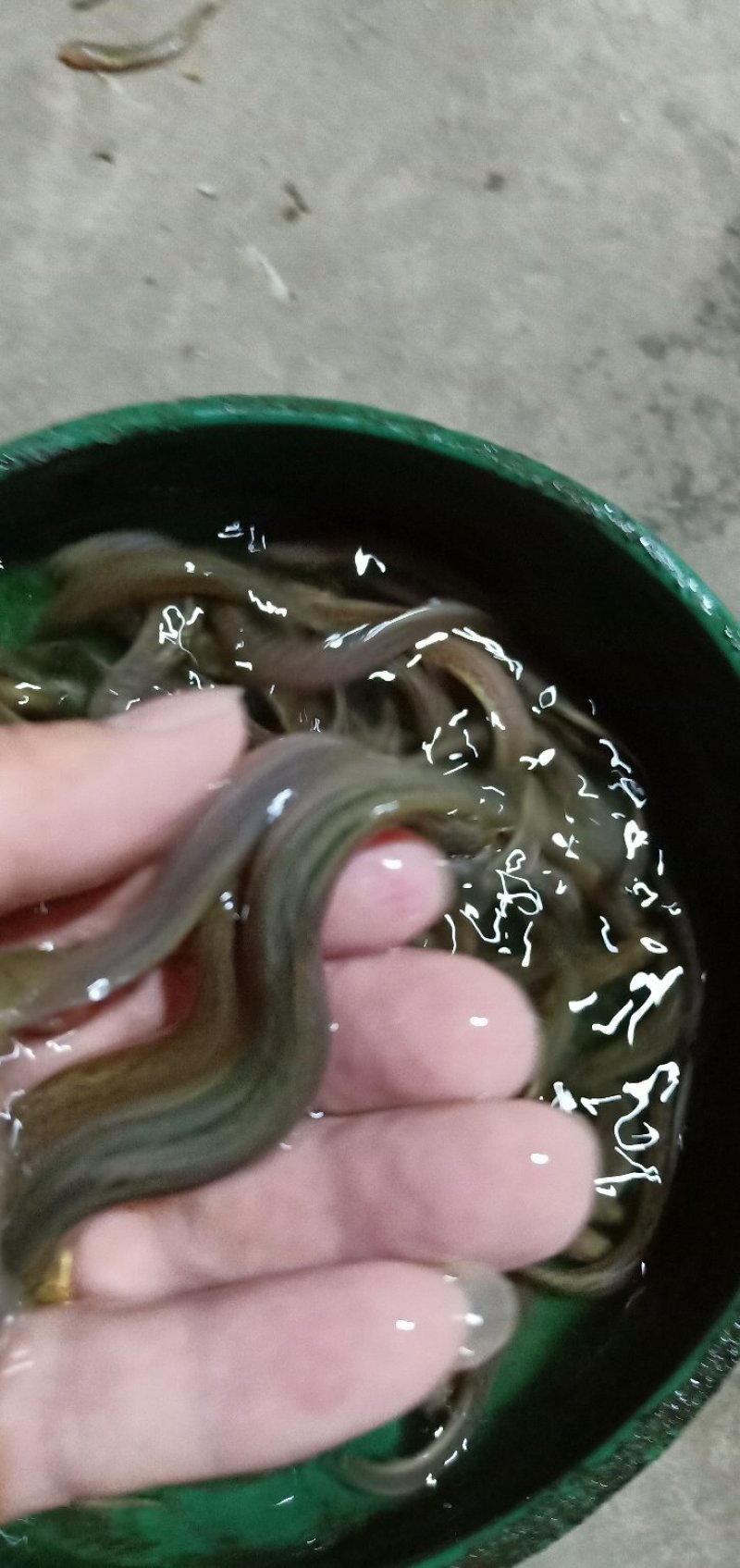 泥鳅苗，台湾泥鳅苗，各种规格台湾泥鳅苗，量大可以免费送