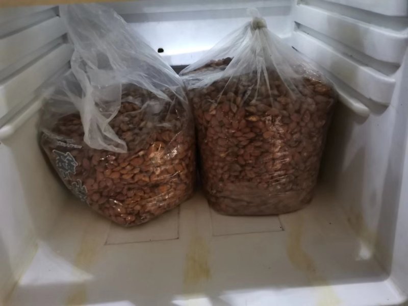 沙藏毛桃芽质量保证