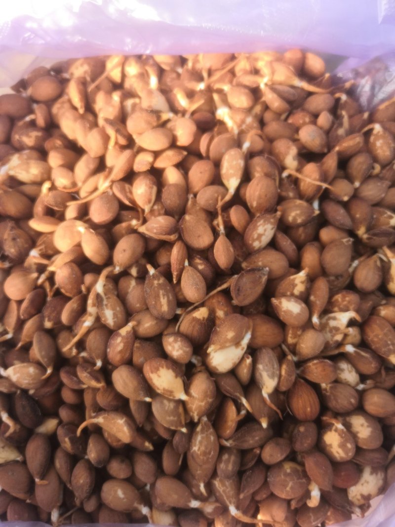 沙藏毛桃芽质量保证