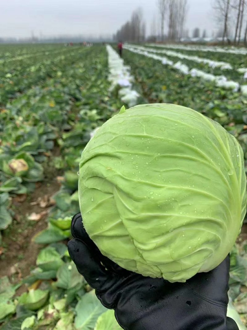 【精品】甘蓝圆包菜颜色翠绿个头均匀产地直发