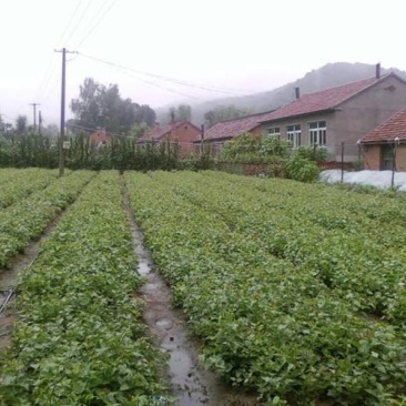 辽宁开原紫丁香小苗大叶丁香工程苗营养杯苗繁育基地