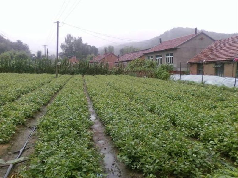 辽宁开原紫丁香小苗大叶丁香工程苗营养杯苗繁育基地
