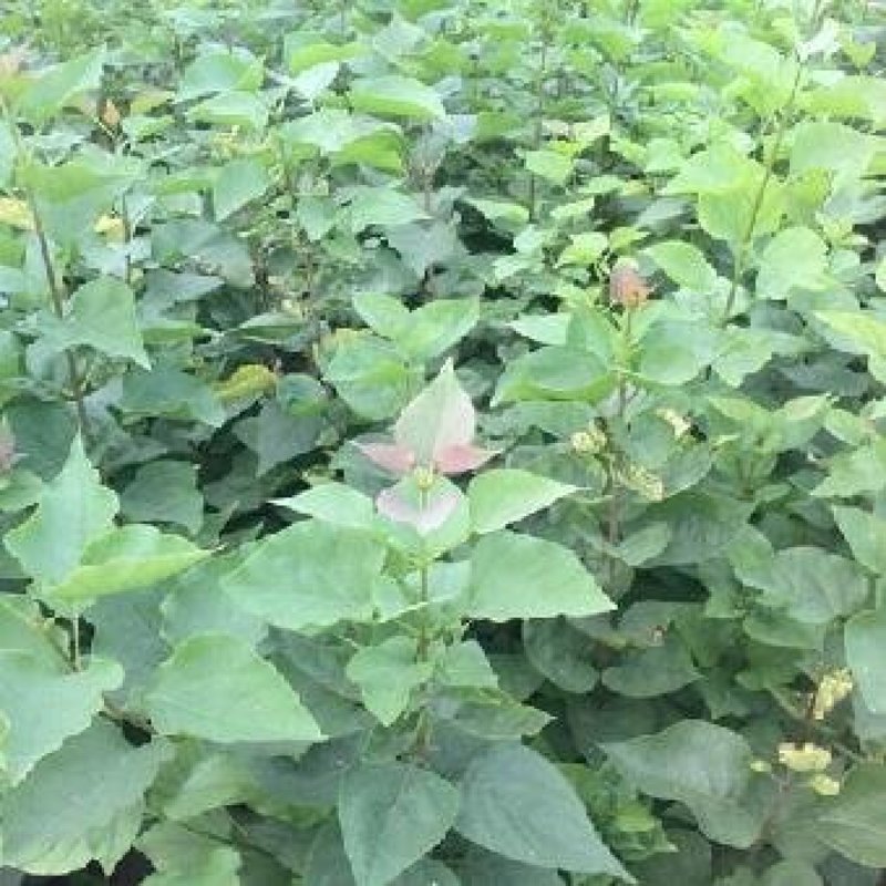 辽宁开原紫丁香小苗大叶丁香工程苗营养杯苗繁育基地